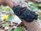 Kormos mirigygomba (Exidia nigricans), Pilis